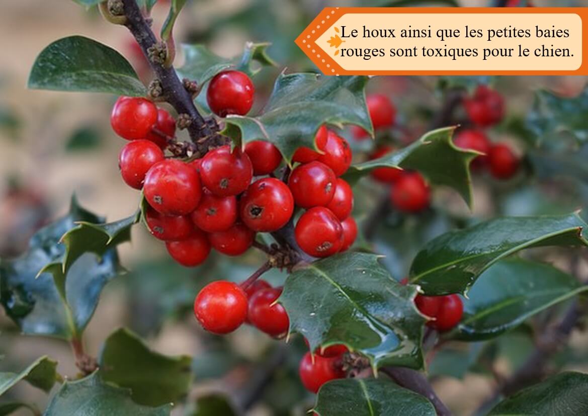 Le houx ainsi que les petites baies rouges sont toxiques pour le chien